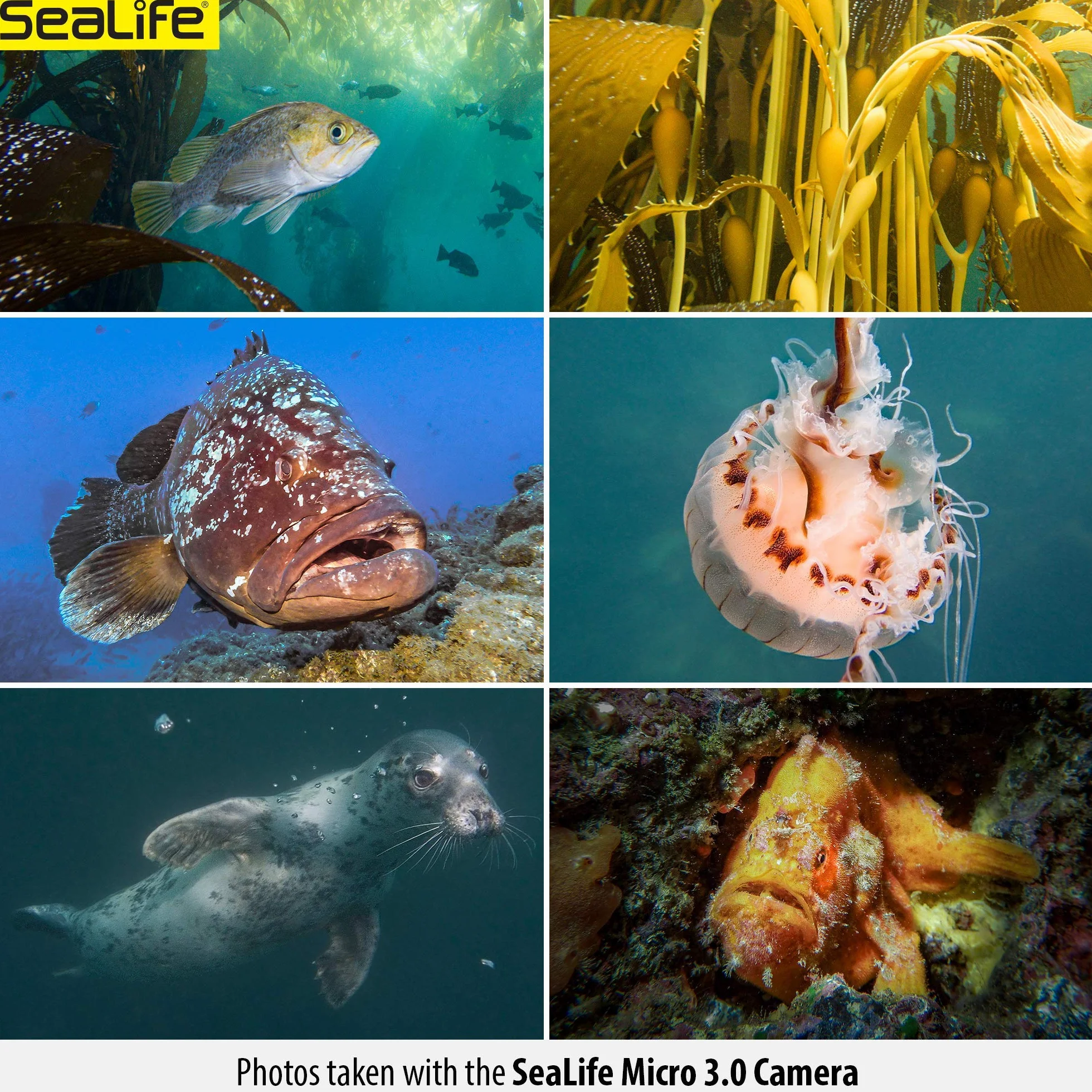 Sealife MICRO 3.0 PRO 3000 zestaw samochodowy